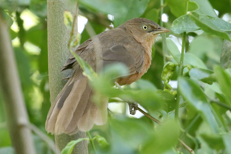 Rufous Chattereradult