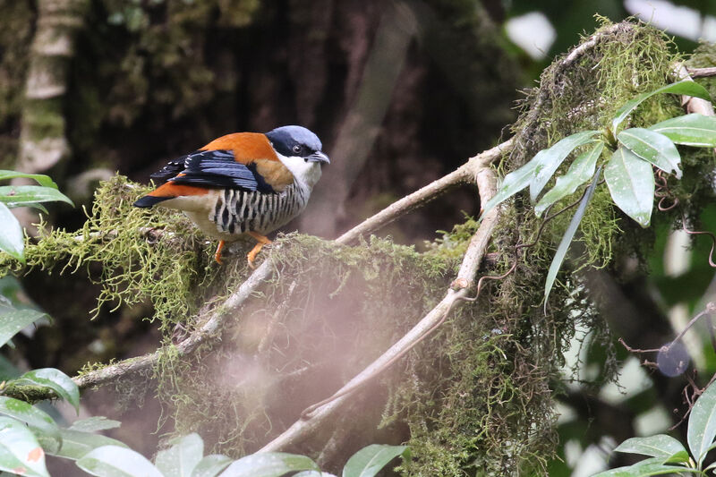 Himalayan Cutia male adult breeding