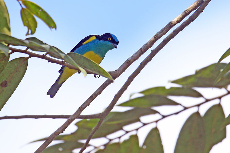 Yellow-tufted Dacnis