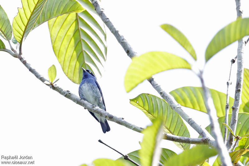 Dacnis à ventre blanc mâle adulte