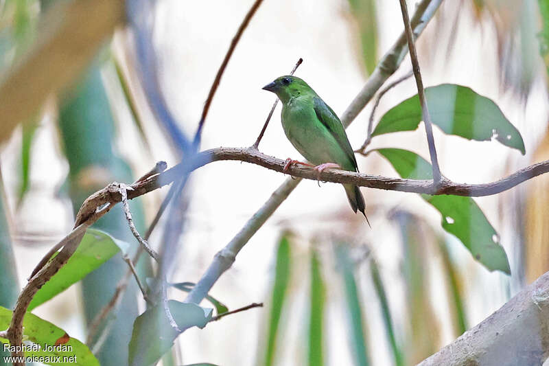 Green-faced Parrotfinch female adult