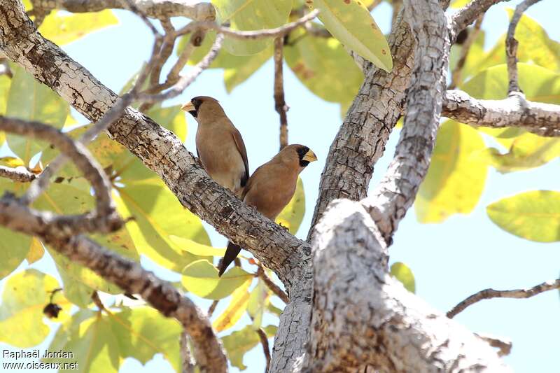 Masked Finchadult, Behaviour