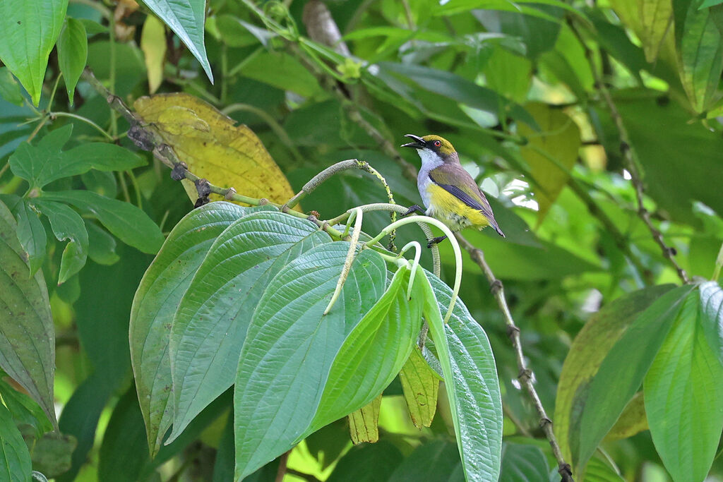 Olive-capped Flowerpecker