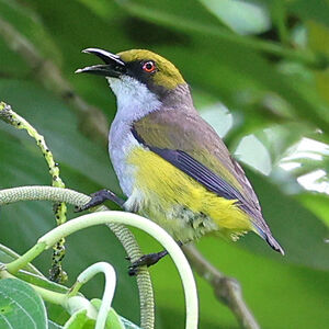 Dicée à calotte olive