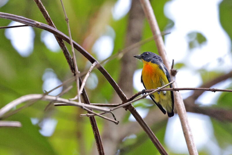 Yellow-rumped Flowerpecker male adult