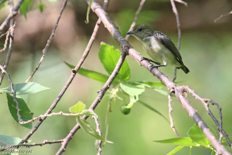 Olive-crowned Flowerpecker female adult