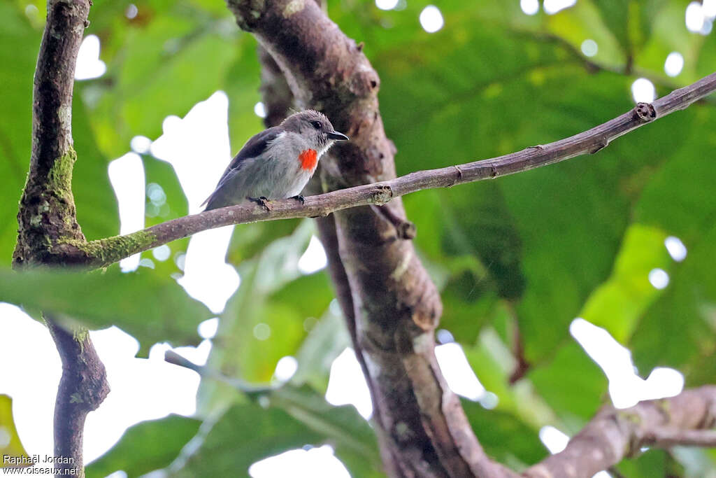 Ashy Flowerpecker male adult