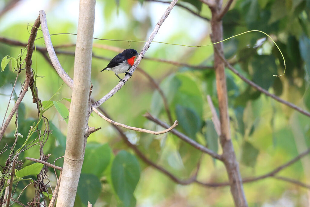 Sumba Flowerpecker male adult