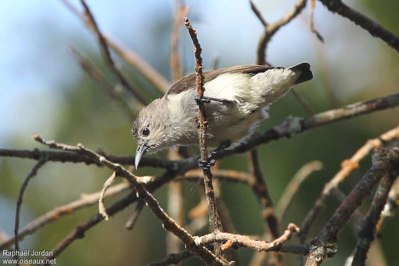 Plain Flowerpecker