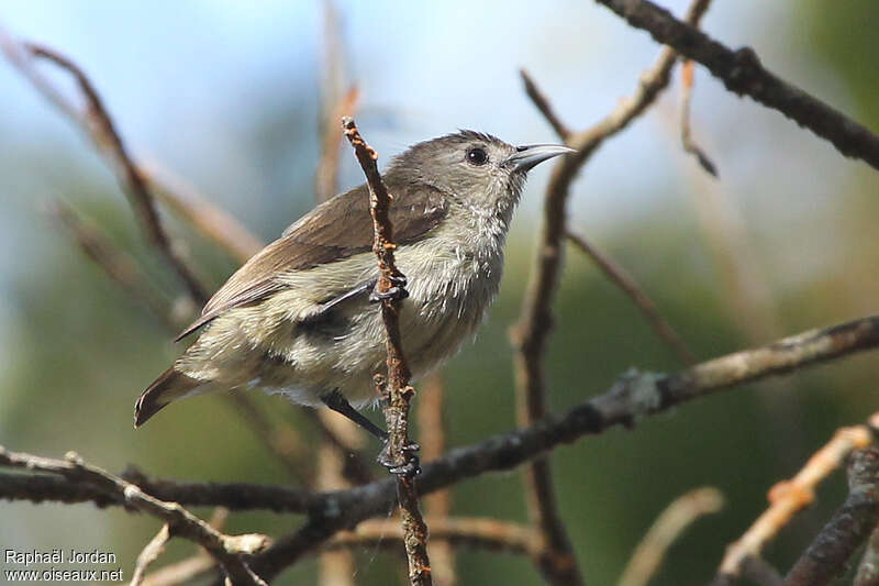 Dicée olivâtreadulte, identification