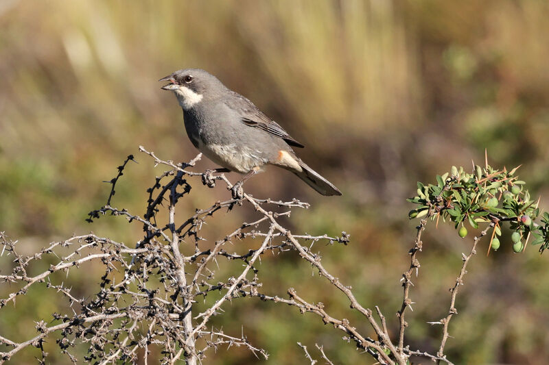 Diuca Finchadult