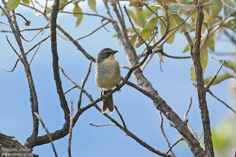 Donacospize des maraisadulte, portrait