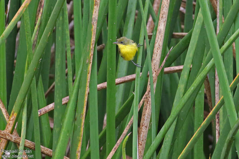 Subtropical Doraditoadult, identification