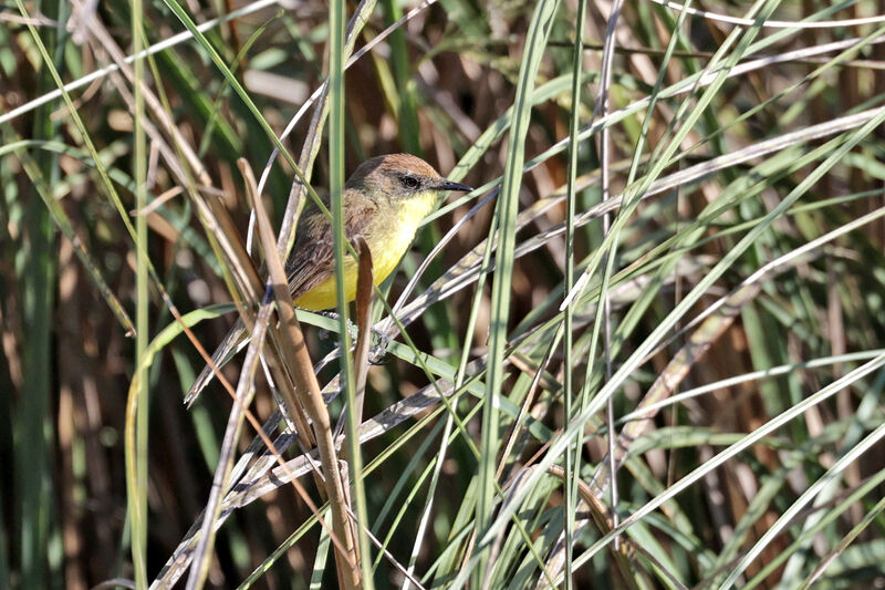 Warbling Doraditoadult