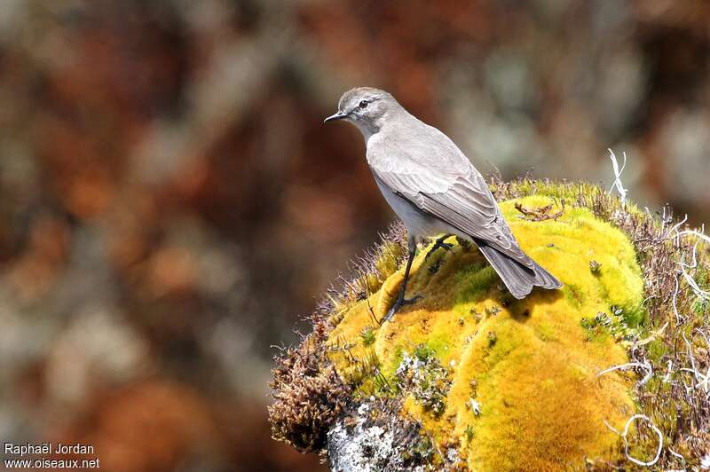 Paramo Ground Tyrantadult, habitat, pigmentation