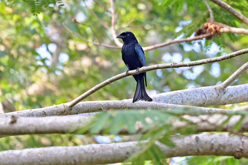 Drongo de la Sondeadulte