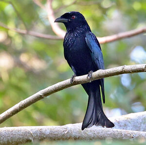 Drongo de la Sonde