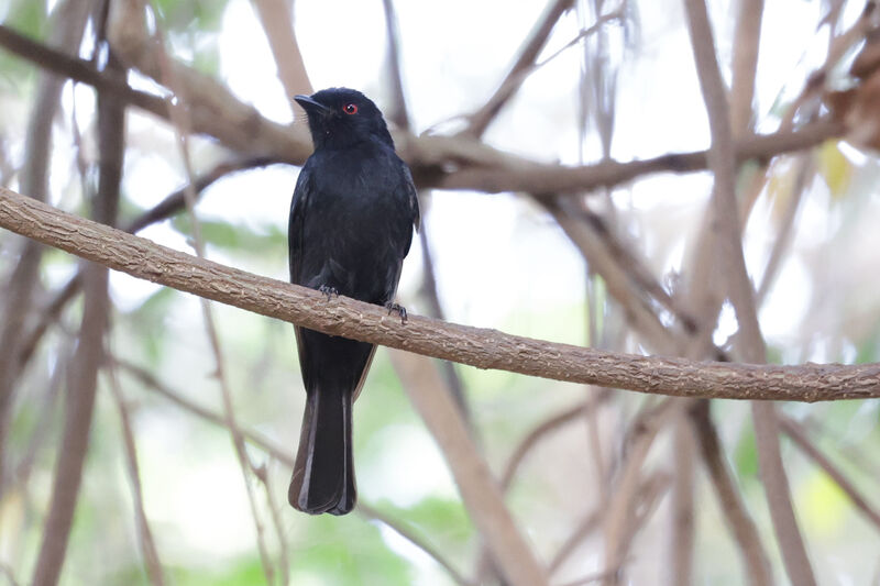 Drongo de Sharpeadulte