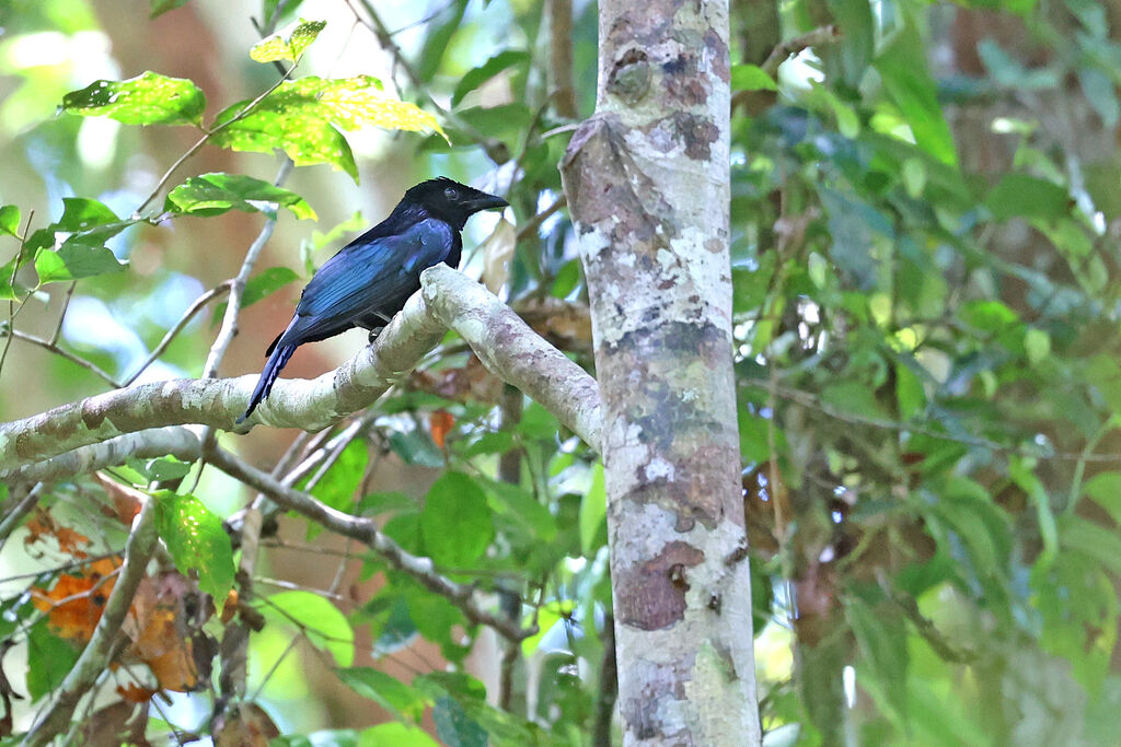 Drongo de Tweeddaleadulte
