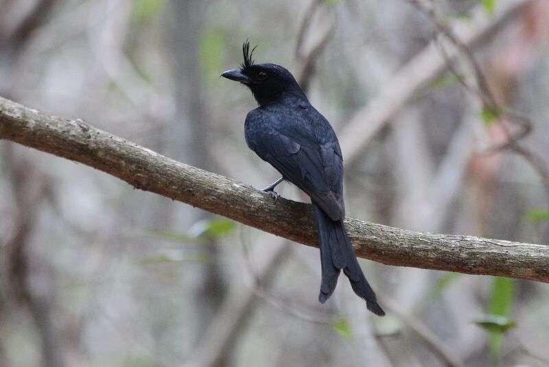 Crested Drongoadult