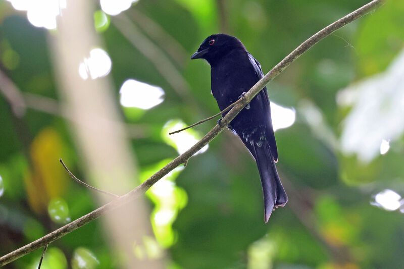 Drongo modesteadulte