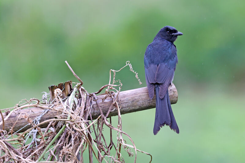 Drongo royaladulte