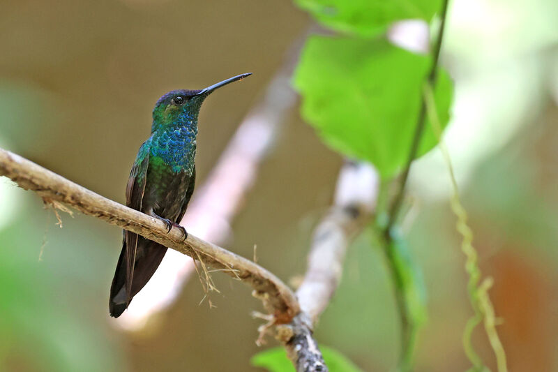 Mexican Woodnymph male adult