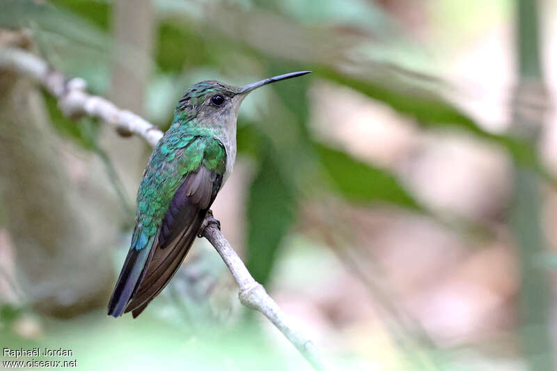 Mexican Woodnymph female adult