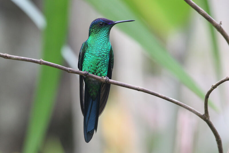 Violet-capped Woodnymph male adult