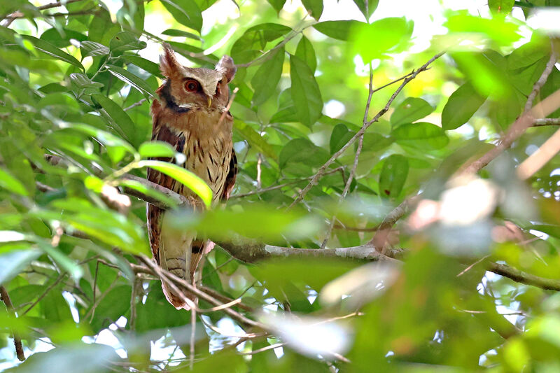 Maned Owl