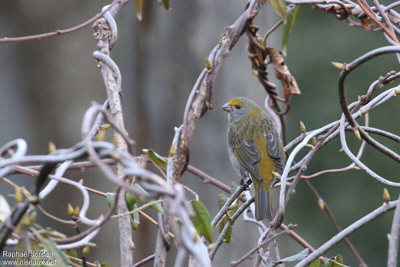 Durbec à tête rouge femelle adulte nuptial