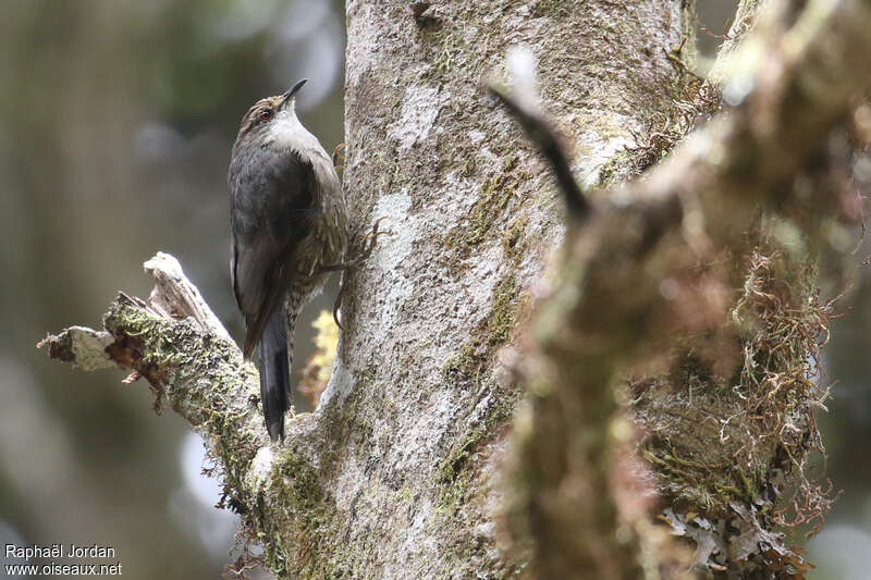 Papuan Treecreeperadult, identification