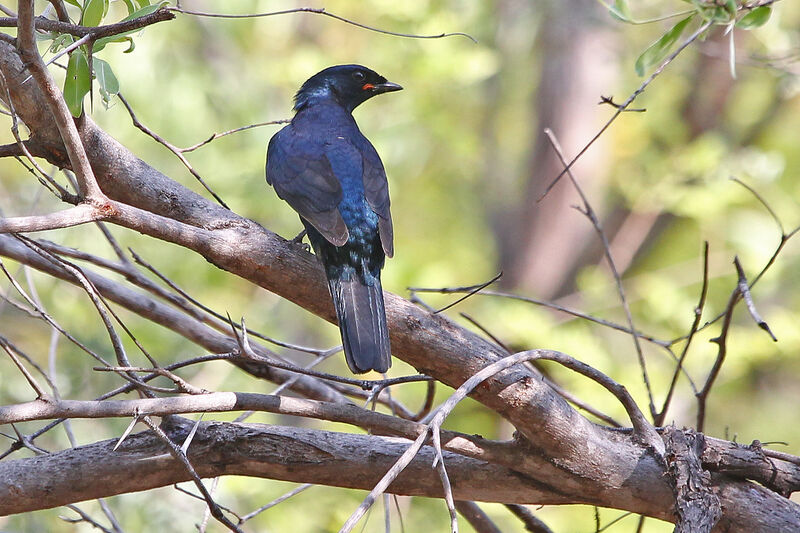 Black Cuckooshrike male adult