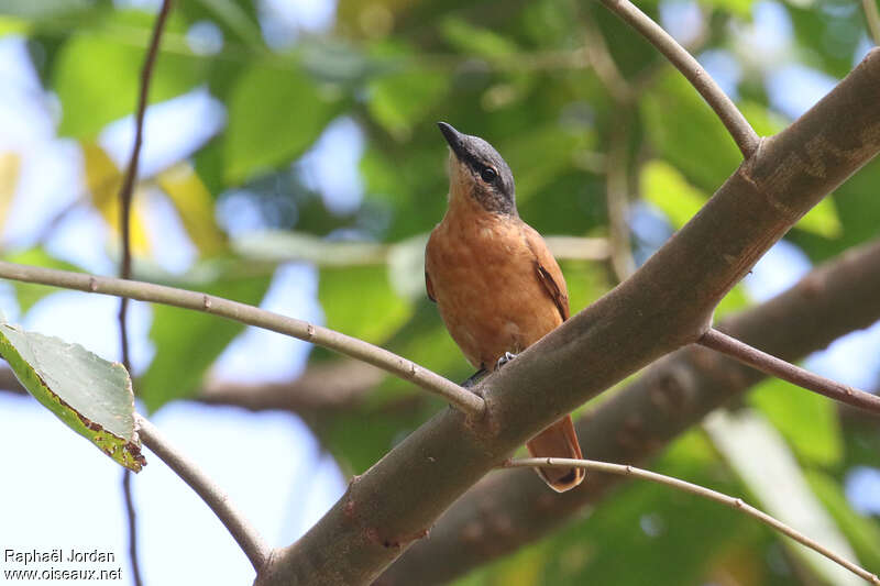 Common Cicadabird female adult, identification