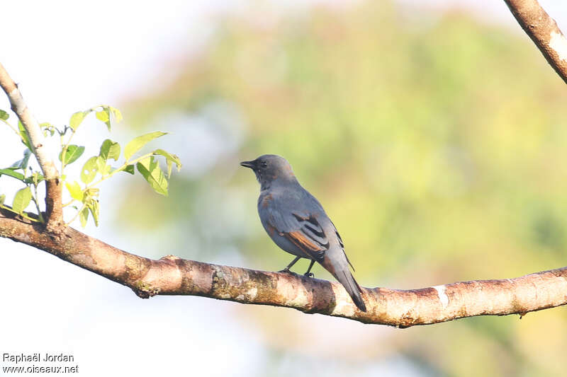 Grey-headed Cuckooshrike male immature