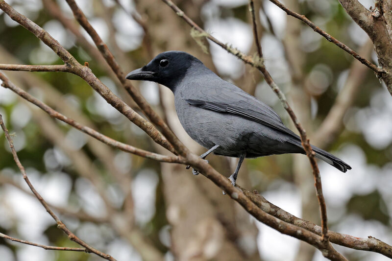 Sunda Cuckooshrike