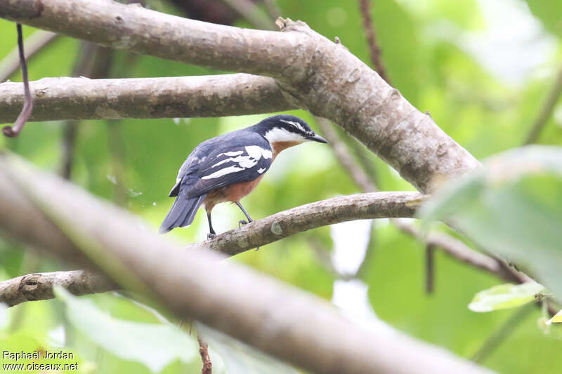 Échenilleur orangé mâle adulte nuptial, habitat