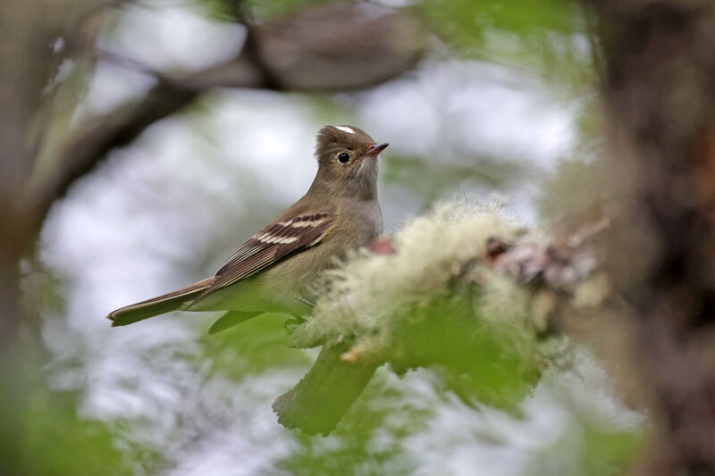 White-crested Elaeniaadult