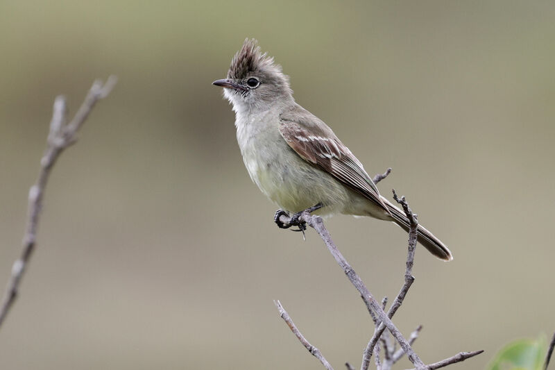 Yellow-bellied Elaeniaadult