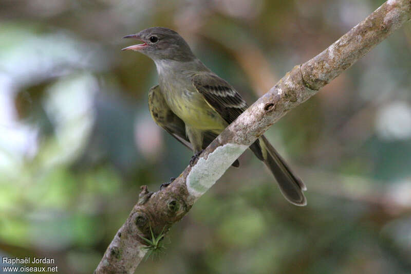 Lesser Elaeniaadult, pigmentation, Behaviour