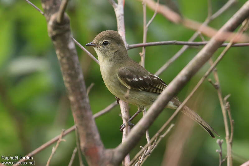 Small-headed Elaeniaadult, identification