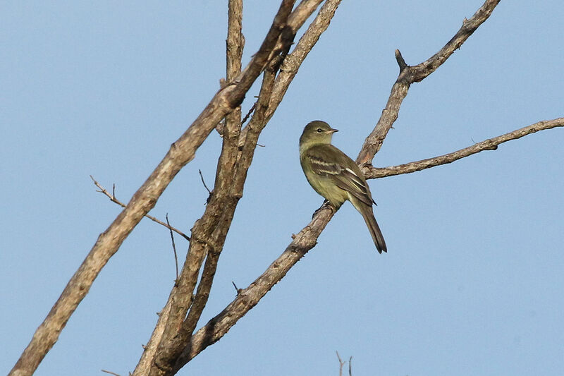 Small-headed Elaenia