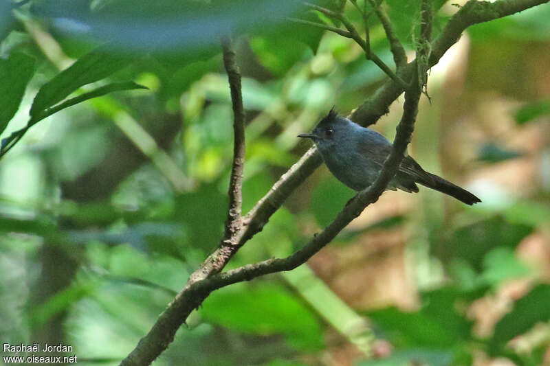 Dusky Crested Flycatcheradult, identification