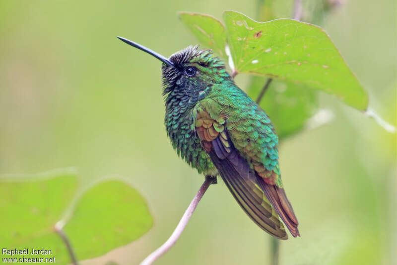 Coppery Emerald male adult, identification