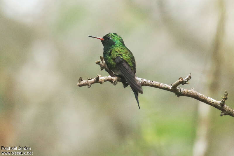 Canivet's Emerald male adult, identification