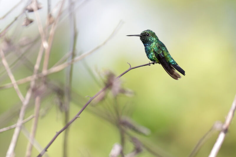 Blue-tailed Emerald male adult