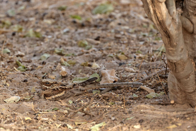 Long-tailed Nightjaradult