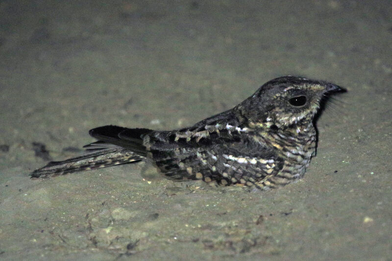 White-tailed Nightjar