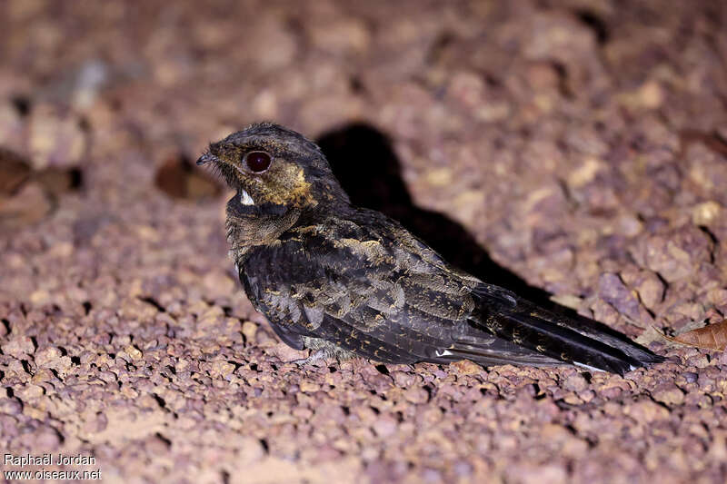 Engoulevent de Batesadulte, identification