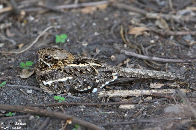 Slender-tailed Nightjar male adult breeding, identification